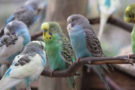 World Of Birds Wildlife Sanctuary & Monkey Park Hout Bay (114)