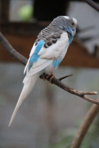 World Of Birds Wildlife Sanctuary & Monkey Park Hout Bay (116)
