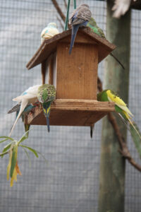World Of Birds Wildlife Sanctuary & Monkey Park Hout Bay (118)