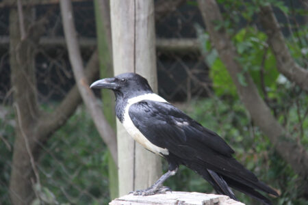World Of Birds Wildlife Sanctuary & Monkey Park Hout Bay (12)