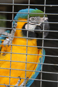 World Of Birds Wildlife Sanctuary & Monkey Park Hout Bay (15)