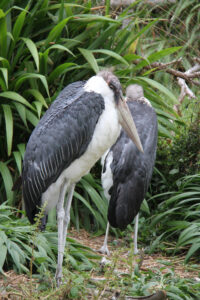World Of Birds Wildlife Sanctuary & Monkey Park Hout Bay (17)