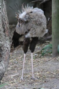 World Of Birds Wildlife Sanctuary & Monkey Park Hout Bay (19)