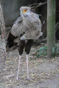 World Of Birds Wildlife Sanctuary & Monkey Park Hout Bay (20)