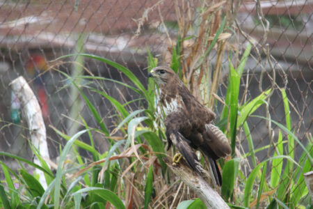 World Of Birds Wildlife Sanctuary & Monkey Park Hout Bay (21)