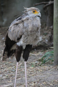 World Of Birds Wildlife Sanctuary & Monkey Park Hout Bay (22)