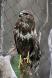 World Of Birds Wildlife Sanctuary & Monkey Park Hout Bay (23)