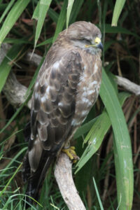 World Of Birds Wildlife Sanctuary & Monkey Park Hout Bay (24)