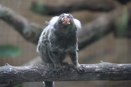World Of Birds Wildlife Sanctuary & Monkey Park Hout Bay (26)