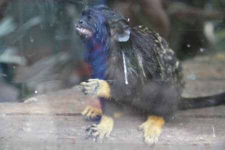 World Of Birds Wildlife Sanctuary & Monkey Park Hout Bay (28)