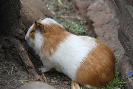 World Of Birds Wildlife Sanctuary & Monkey Park Hout Bay (3)