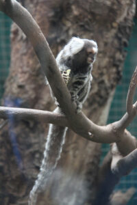 World Of Birds Wildlife Sanctuary & Monkey Park Hout Bay (32)