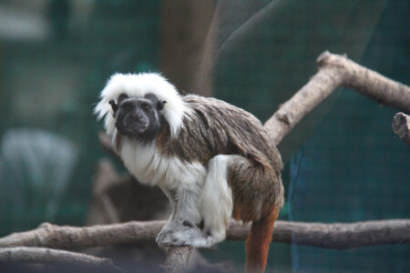 World Of Birds Wildlife Sanctuary & Monkey Park Hout Bay (33)