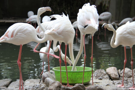 World Of Birds Wildlife Sanctuary & Monkey Park Hout Bay (34)