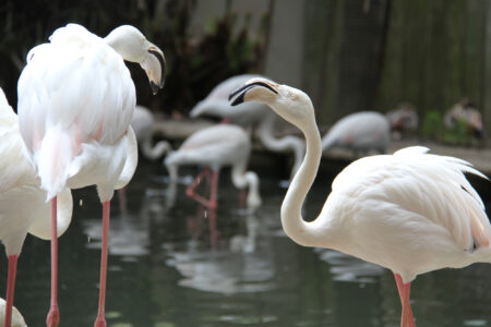 World Of Birds Wildlife Sanctuary & Monkey Park Hout Bay (35)