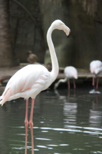 World Of Birds Wildlife Sanctuary & Monkey Park Hout Bay (36)