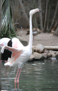 World Of Birds Wildlife Sanctuary & Monkey Park Hout Bay (37)