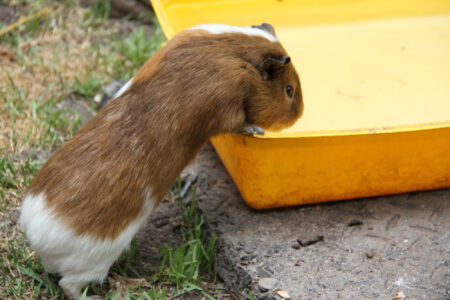 World Of Birds Wildlife Sanctuary & Monkey Park Hout Bay (4)