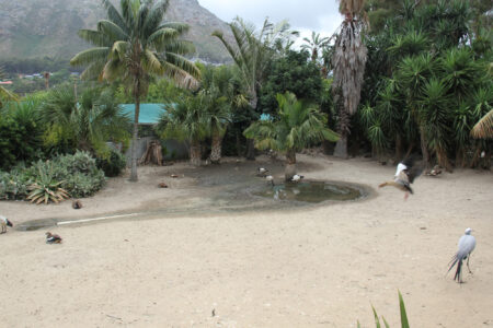World Of Birds Wildlife Sanctuary & Monkey Park Hout Bay (41)