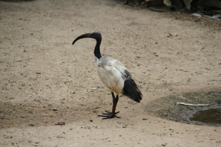World Of Birds Wildlife Sanctuary & Monkey Park Hout Bay (42)
