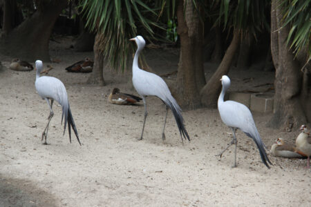 World Of Birds Wildlife Sanctuary & Monkey Park Hout Bay (43)