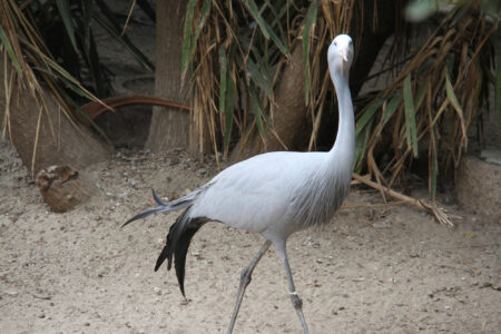 World Of Birds Wildlife Sanctuary & Monkey Park Hout Bay (44)