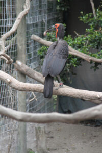 World Of Birds Wildlife Sanctuary & Monkey Park Hout Bay (45)
