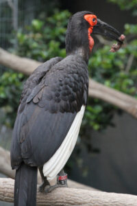 World Of Birds Wildlife Sanctuary & Monkey Park Hout Bay (46)