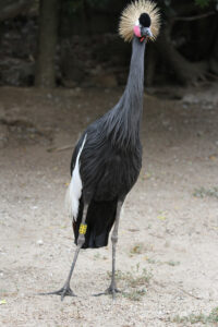 World Of Birds Wildlife Sanctuary & Monkey Park Hout Bay (47)
