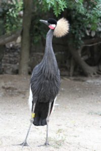 World Of Birds Wildlife Sanctuary & Monkey Park Hout Bay (48)