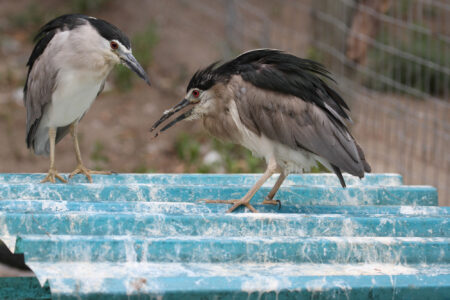 World Of Birds Wildlife Sanctuary & Monkey Park Hout Bay (49)