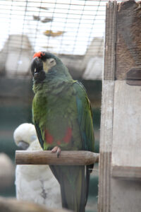 World Of Birds Wildlife Sanctuary & Monkey Park Hout Bay (5)