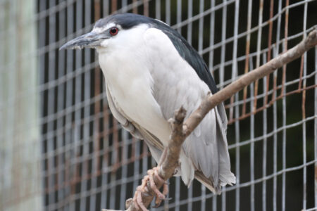 World Of Birds Wildlife Sanctuary & Monkey Park Hout Bay (50)