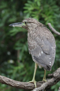 World Of Birds Wildlife Sanctuary & Monkey Park Hout Bay (51)