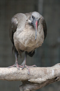 World Of Birds Wildlife Sanctuary & Monkey Park Hout Bay (56)