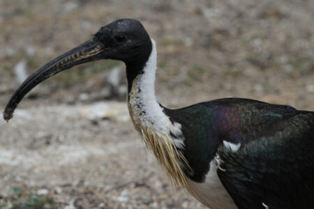 World Of Birds Wildlife Sanctuary & Monkey Park Hout Bay (57)