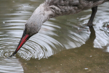 World Of Birds Wildlife Sanctuary & Monkey Park Hout Bay (58)