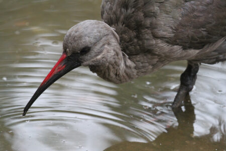 World Of Birds Wildlife Sanctuary & Monkey Park Hout Bay (59)