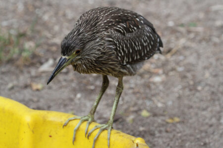 World Of Birds Wildlife Sanctuary & Monkey Park Hout Bay (60)
