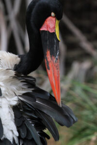 World Of Birds Wildlife Sanctuary & Monkey Park Hout Bay (61)