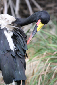World Of Birds Wildlife Sanctuary & Monkey Park Hout Bay (62)