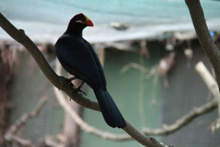 World Of Birds Wildlife Sanctuary & Monkey Park Hout Bay (64)