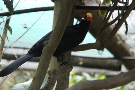 World Of Birds Wildlife Sanctuary & Monkey Park Hout Bay (65)