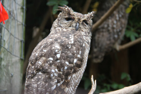 World Of Birds Wildlife Sanctuary & Monkey Park Hout Bay (67)