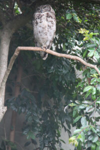 World Of Birds Wildlife Sanctuary & Monkey Park Hout Bay (69)