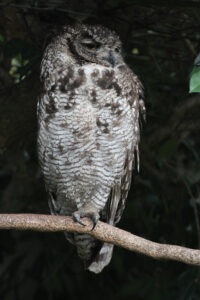 World Of Birds Wildlife Sanctuary & Monkey Park Hout Bay (70)
