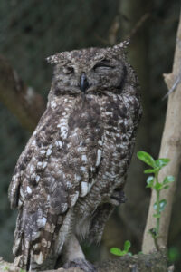 World Of Birds Wildlife Sanctuary & Monkey Park Hout Bay (71)