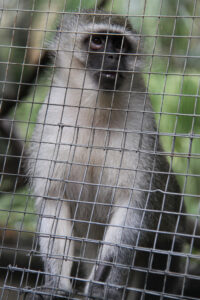 World Of Birds Wildlife Sanctuary & Monkey Park Hout Bay (72)