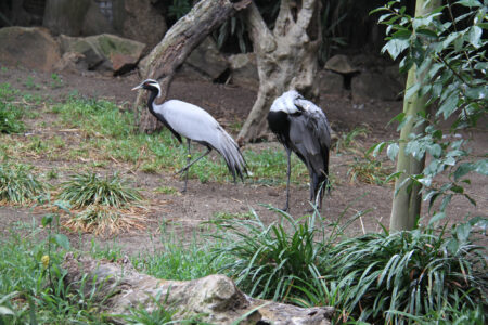 World Of Birds Wildlife Sanctuary & Monkey Park Hout Bay (74)