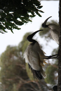 World Of Birds Wildlife Sanctuary & Monkey Park Hout Bay (76)